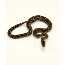 Jiboia Arco-Íris da Caatinga 3826 ( Epicrates assisi )  - Macho