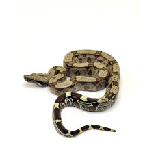Jiboia GAB 08 (Boa constrictor) - Fêmea