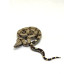 Jiboia GAB 08 (Boa constrictor) - Fêmea