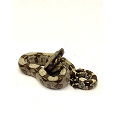 Jiboia GAB 11 (Boa constrictor) - Macho