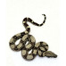 Jiboia GAB 11 (Boa constrictor) - Macho