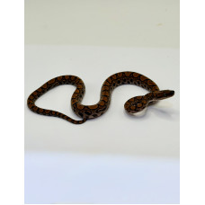 Jiboia Arco-Íris da Amazônia 3051 (Epicrates cenchria) - Macho