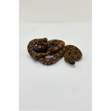 Jiboia Arco-Íris da Amazônia 3052 (Epicrates cenchria) - Macho