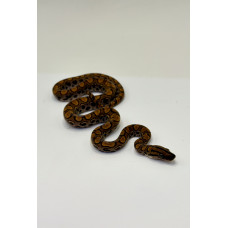 Jiboia Arco-Íris da Amazônia 3057 (Epicrates cenchria) - Macho