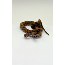 Jiboia Arco-Íris da Amazônia 3058 (Epicrates cenchria) - Macho