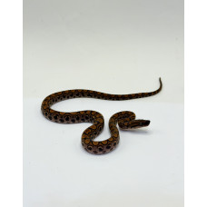 Jiboia Arco-Íris da Amazônia 3060 (Epicrates cenchria) - Macho