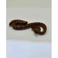 Jiboia Arco-Íris da Amazônia 3063 (Epicrates cenchria) - Macho