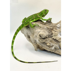 Iguana Nordestina 3080 (Iguana iguana) - Possivel Fêmea 