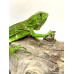 Iguana Nordestina 3080 (Iguana iguana) - Possivel Fêmea 