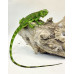 Iguana Nordestina 3081 (Iguana iguana) - Possivel Fêmea 