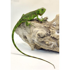 Iguana Nordestina 3082 (Iguana iguana) - Possivel Fêmea 