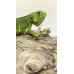Iguana Nordestina 3082 (Iguana iguana) - Possivel Fêmea 