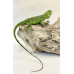 Iguana Nordestina 3082 (Iguana iguana) - Possivel Fêmea 