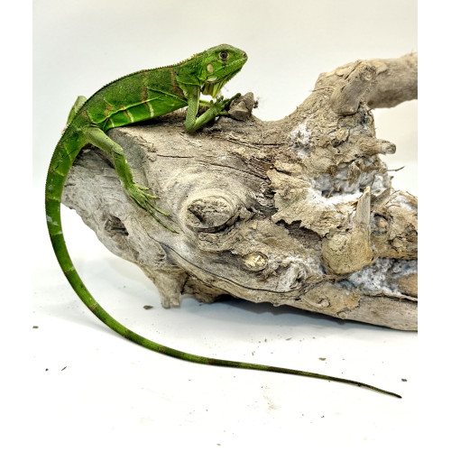 Iguana Nordestina 3083 (Iguana iguana) - Possivel Macho 