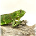 Iguana Nordestina 3083 (Iguana iguana) - Possivel Macho 