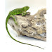 Iguana Nordestina 3083 (Iguana iguana) - Possivel Macho 