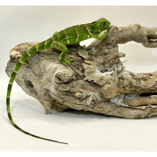 Iguana Nordestina 3084 (Iguana iguana) - Possivel Macho 