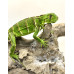 Iguana Nordestina 3084 (Iguana iguana) - Possivel Macho 