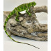 Iguana Nordestina 3084 (Iguana iguana) - Possivel Macho 