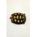 Jabuti Piranga 6363 ( Chelonoidis carbonaria )