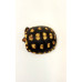 Jabuti Piranga 6367 ( Chelonoidis carbonaria )
