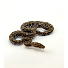 Jiboia Arco-Íris da Caatinga 4960 ( Epicrates assisi ) - Macho