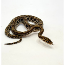 Jiboia Arco-Íris da Caatinga 4984 ( Epicrates assisi ) - Macho