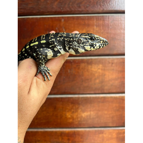 Teiu (Salvator merianae) - ANIMAL DE REPASSE